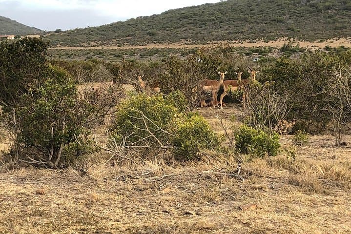 Aquila Private Game Reserve Safari Day Trip from Cape Town