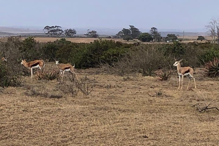 Aquila Private Game Reserve Safari Day Trip from Cape Town photo 2