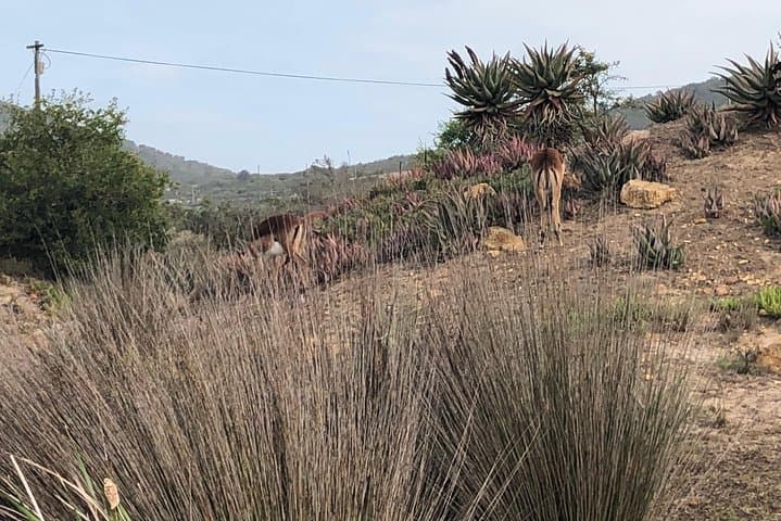 Aquila Private Game Reserve Safari Day Trip from Cape Town photo 3