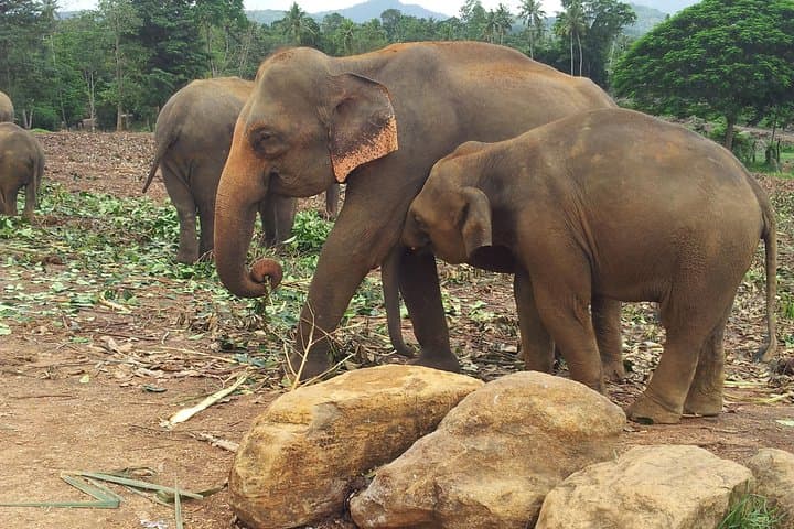 Wilpattu National Park Private Safari from Negombo — Day Trip Wildlife Experience photo 5