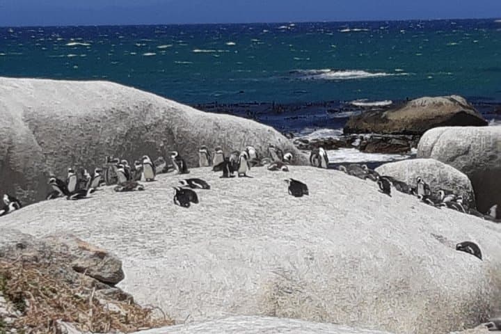 Cape Peninsula Day Tour: Cape Point, Penguins & Kirstenbosch in One Day