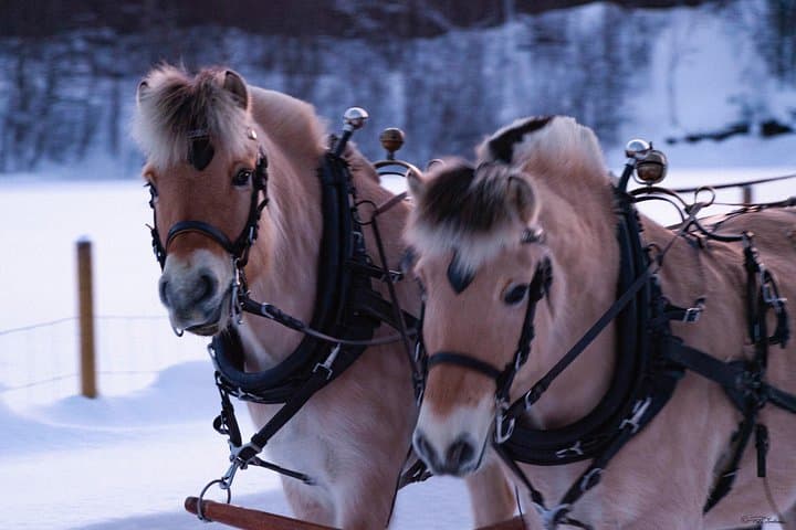 Alta Sleigh Ride: Horse-Drawn Farm Experience & Sami Lavvo Snacks photo 5