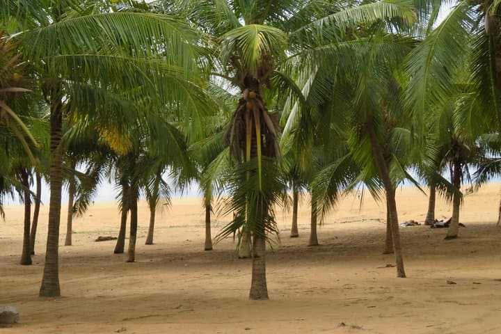 Discover Lomé: Full-Day Cultural Tour of Togo’s Capital photo 6