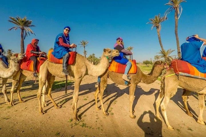 Sunset Camel Ride in Marrakech Palmeraie — Palm Grove Camel Tour & Berber Tea photo 3