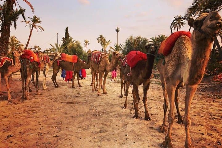 Sunset Camel Ride in Marrakech Palmeraie — Palm Grove Camel Tour & Berber Tea photo 4
