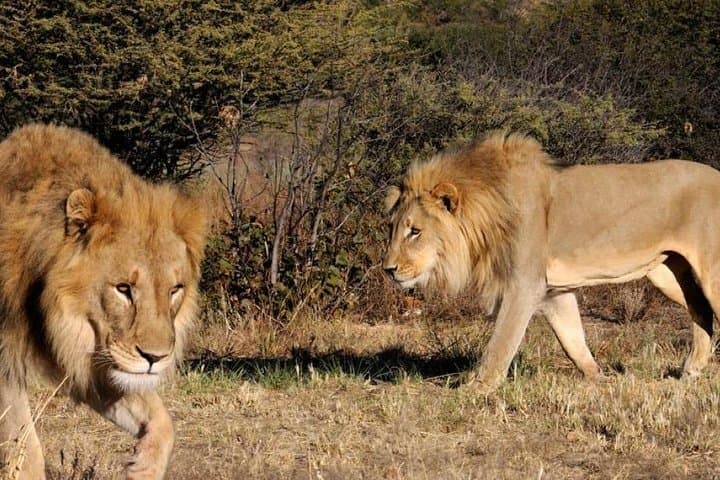 Full-Day Hluhluwe–Imfolozi Safari from Durban: Big Five & Rhino Conservation photo 2