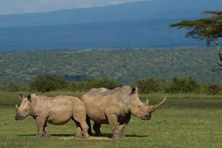 Day Safari: Tala Game Reserve, Natal Park & Phezulu Zulu Cultural Experience from Durban