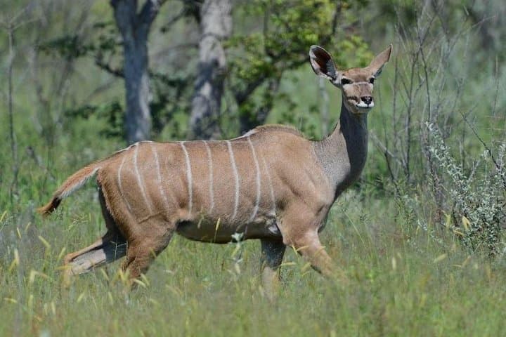 2-Day Hluhluwe–iSimangaliso Safari from Durban: Big Five, Hippos & Estuary Cruise photo 4