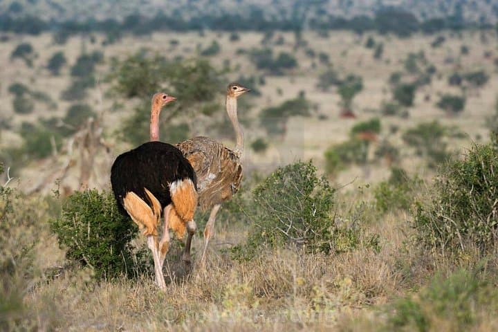 Day Safari to Tsavo East: Big Five Wildlife from Mombasa & Diani photo 4