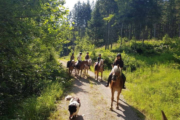 Trail Riding in Gesäuse National Park: Day Ride Through Alpine Pastures