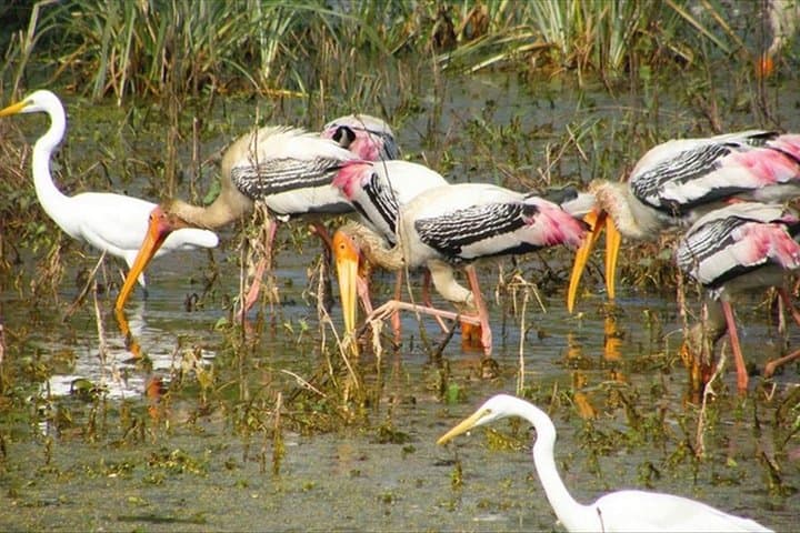 Bharatpur Birdwatching Day Tour from Jaipur — Keoladeo National Park Guide