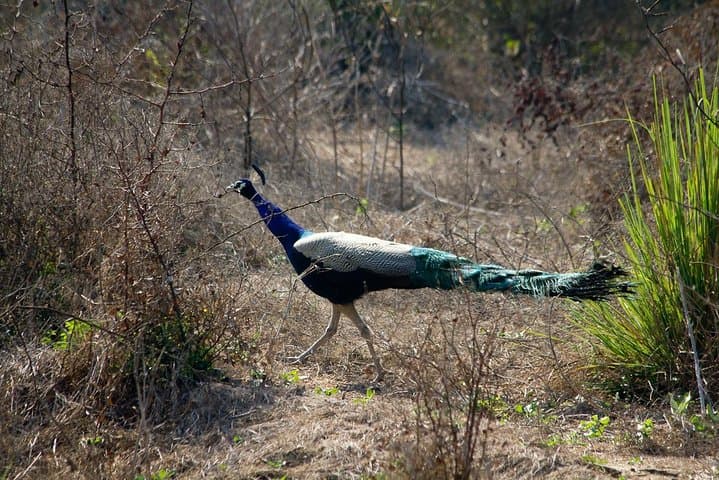 Bharatpur Birdwatching Day Tour from Jaipur — Keoladeo National Park Guide photo 2