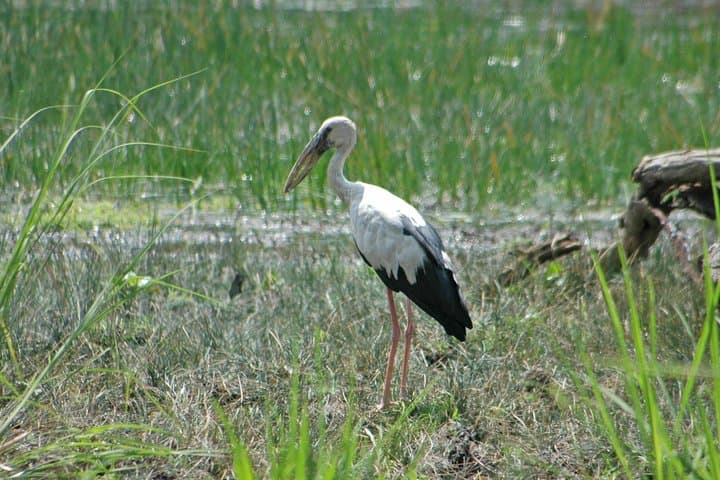 Bharatpur Birdwatching Day Tour from Jaipur — Keoladeo National Park Guide photo 4