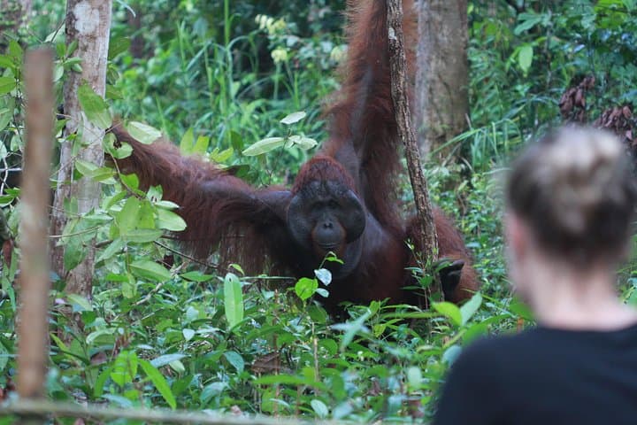 Orangutan Klotok Houseboat: Private 3-Day Safari on the Sekonyer River photo 3