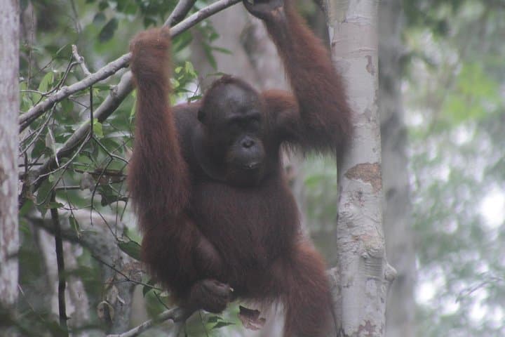 Orangutan Klotok Houseboat: Private 3-Day Safari on the Sekonyer River photo 5