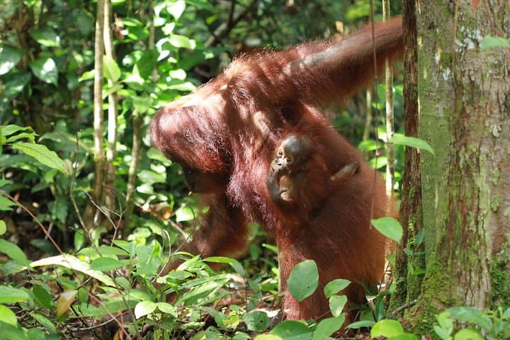 Orangutan Klotok Houseboat: Private 3-Day Safari on the Sekonyer River photo 6