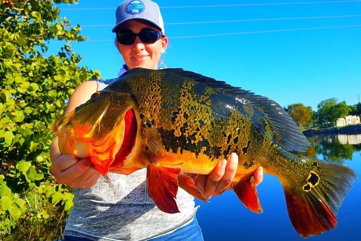 Peacock Bass Fishing in Boynton Beach — Private Guided Boat Trip (4–8 hrs) photo 3