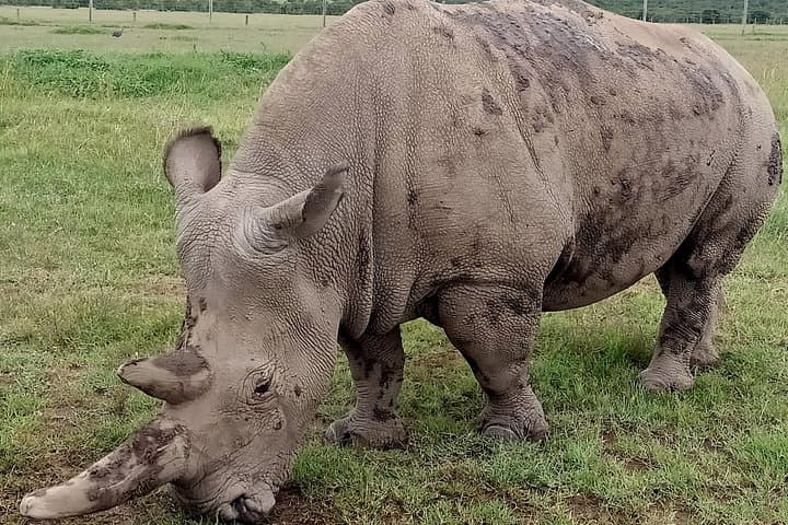 Vegans Special Safari: A Unique Wildlife Adventure Through Kenya’s Iconic Parks photo 2
