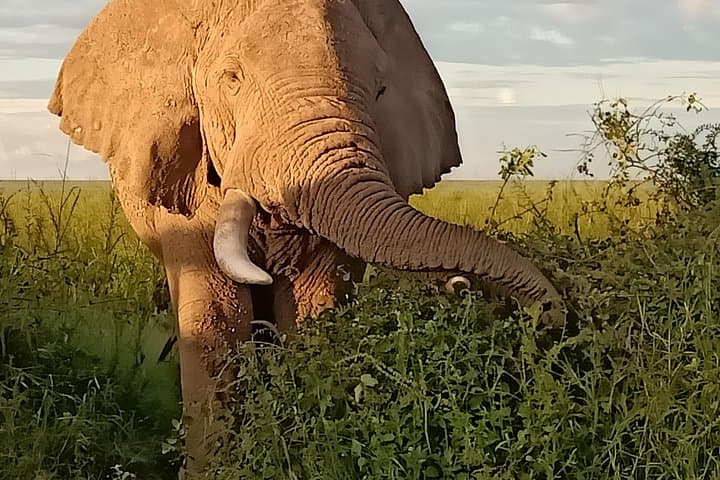 Vegans Special Safari: A Unique Wildlife Adventure Through Kenya’s Iconic Parks photo 3