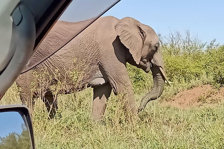 Vegans Special Safari: A Unique Wildlife Adventure Through Kenya’s Iconic Parks photo 4