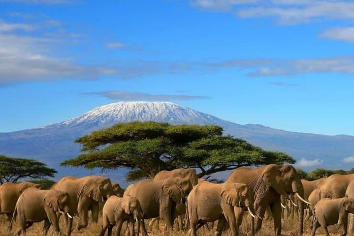 Luxury 3-Day Amboseli and Mount Kilimanjaro Private Safari from Nairobi
