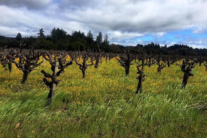 Private Sonoma and Healdsburg Wine Tours — Boutique Tastings in the Russian River Valley photo 2