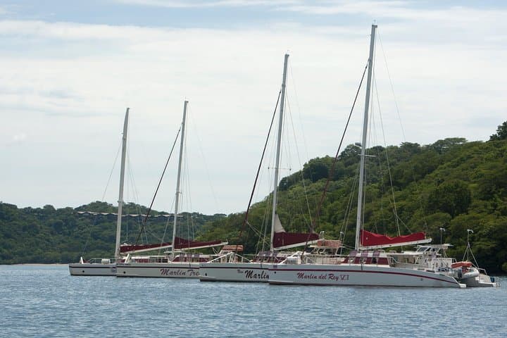 Catamaran Snorkeling and Sunset Sailing from Playas del Coco — Wildlife, BBQ & Open Bar photo 3