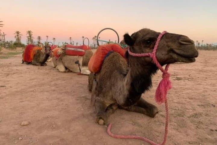 Marrakech Sunset Camel Ride in the Palmeraie: Palm Grove Camel Trek & Berber Tea photo 2