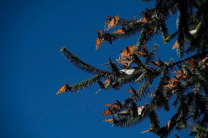 Monarch Butterfly Tour to Sierra Chincua from Morelia — What to Expect photo 2