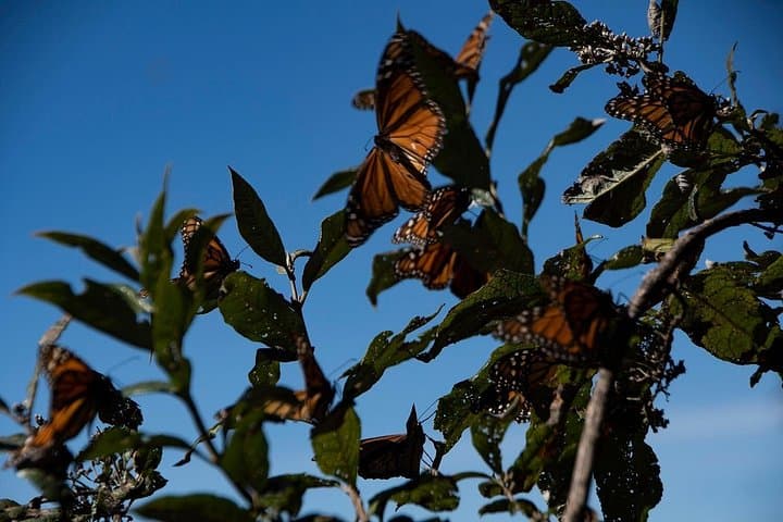 Monarch Butterfly Tour to Sierra Chincua from Morelia — What to Expect photo 3