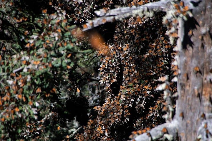 Monarch Butterfly Tour to Sierra Chincua from Morelia — What to Expect photo 4