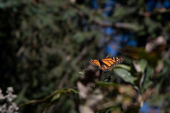Monarch Butterfly Tour to Sierra Chincua from Morelia — What to Expect photo 6