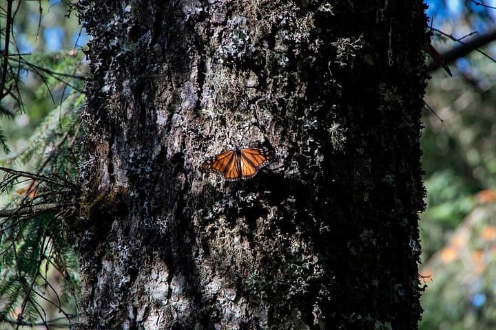 Monarch Butterfly Tour to Sierra Chincua from Morelia — What to Expect photo 5