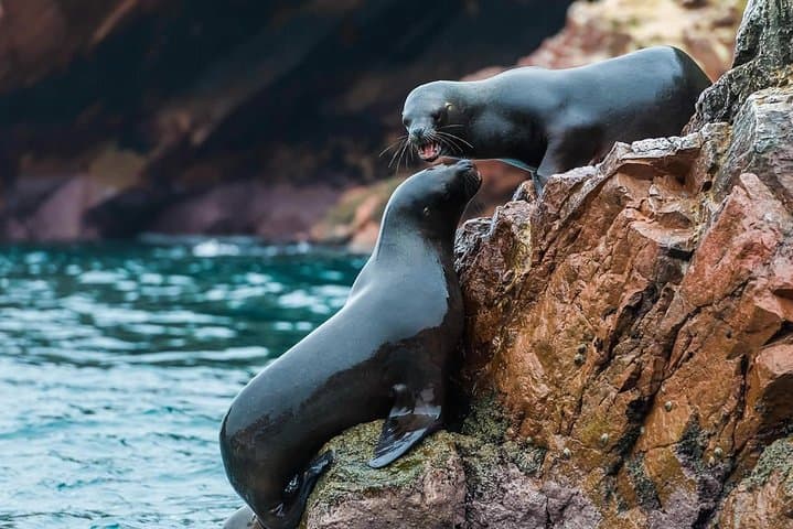 Paracas, Ballestas & Huacachina: Full-Day Wildlife, Pisco Tasting & Sandboarding from Lima photo 4