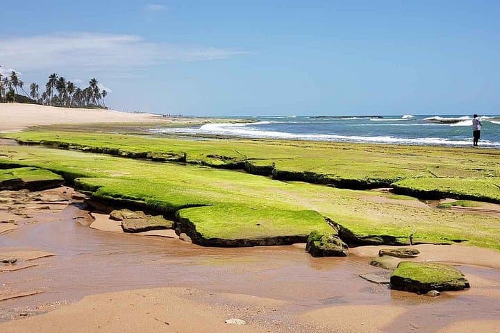 Private Beach Tour from Salvador — Swim with Turtles at Praia do Forte & Imbassaí