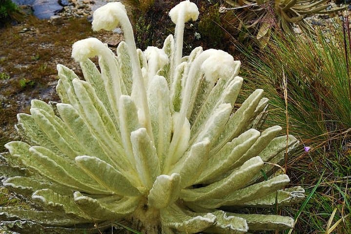 High-Altitude Hike to Laguna Negra in Páramo de Santurbán photo 2