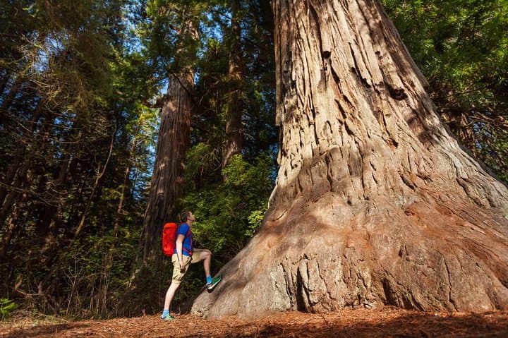 San Jose to Yosemite: Full-Day Tour to Yosemite Valley and Giant Sequoias photo 5