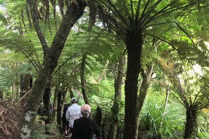 Te Ara Hura Waiheke: A 5-Day Private Guided Walk Around the Island photo 5
