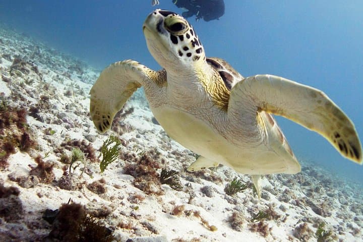 Scuba Diving MUSA Underwater Museum — Two-Tank Boat Dive from Isla Mujeres photo 4