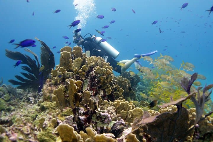 Scuba Diving MUSA Underwater Museum — Two-Tank Boat Dive from Isla Mujeres photo 2
