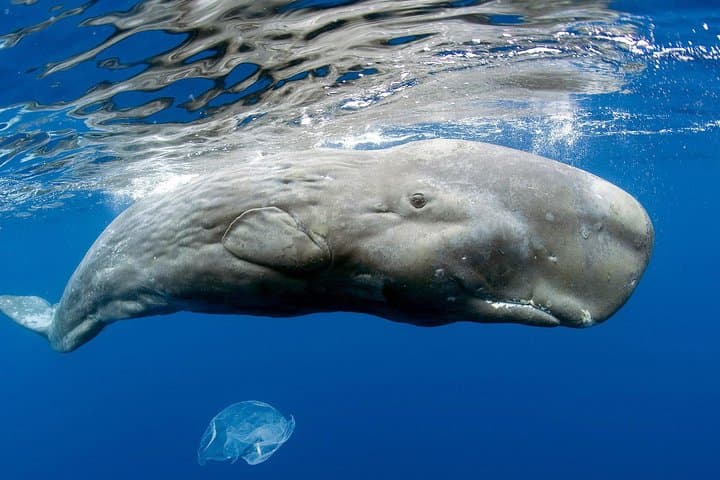 Private Whale and Dolphin Watching in Dominica — Small-Boat & Luxury Catamaran Tours