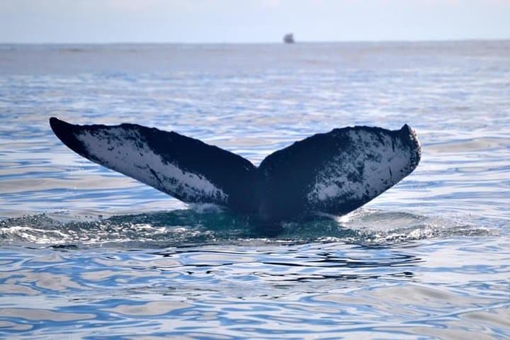 Private Whale and Dolphin Watching in Dominica — Small-Boat & Luxury Catamaran Tours photo 2