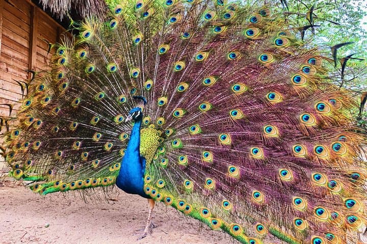 Private Aviary Tour in Barú — Colombia’s National Aviary with Lunch photo 2