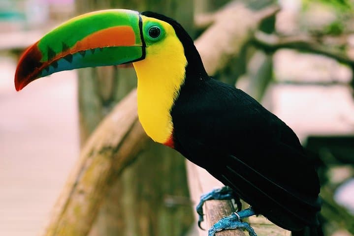 Private Aviary Tour in Barú — Colombia’s National Aviary with Lunch photo 3