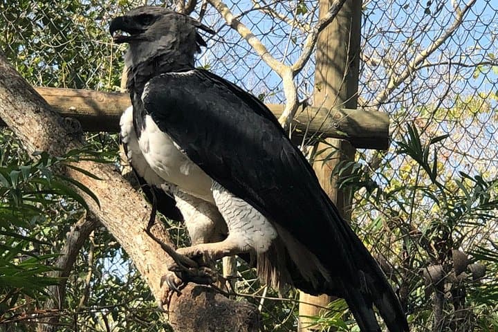 Private Aviary Tour in Barú — Colombia’s National Aviary with Lunch photo 4