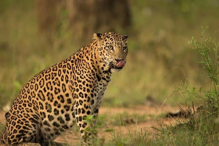 Jhalana Leopard Safari: Morning and Evening Gypsy Drives in Jaipur