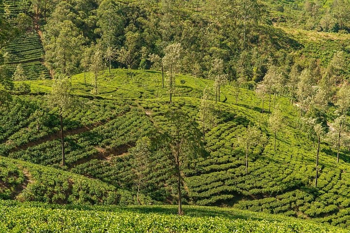 Kandy to the High Tea Hills: Tea Plantation & Ramboda Falls Day Tour photo 4