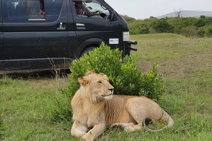 8-Day Kenya–Tanzania Safari: Maasai Mara, Lake Nakuru, Amboseli & Ngorongoro Crater