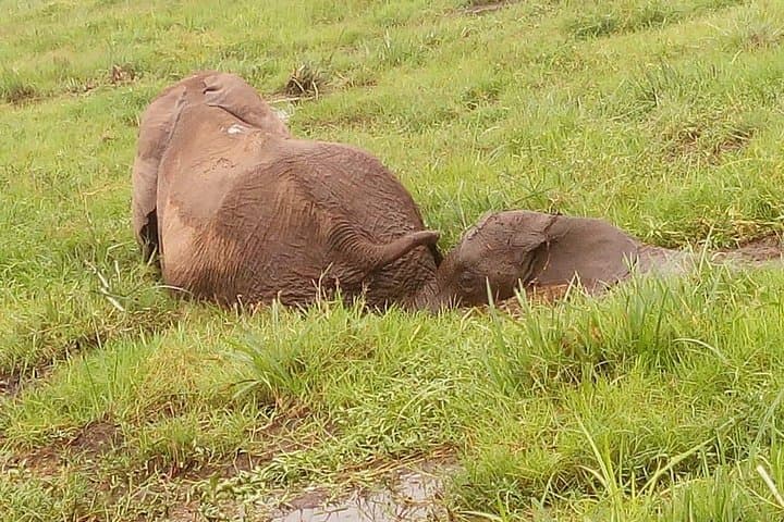 8-Day Kenya–Tanzania Safari: Maasai Mara, Lake Nakuru, Amboseli & Ngorongoro Crater photo 2