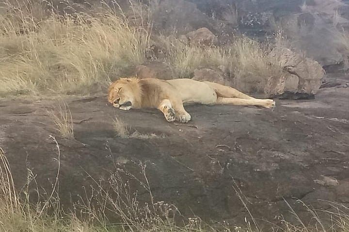 8-Day Kenya–Tanzania Safari: Maasai Mara, Lake Nakuru, Amboseli & Ngorongoro Crater photo 5